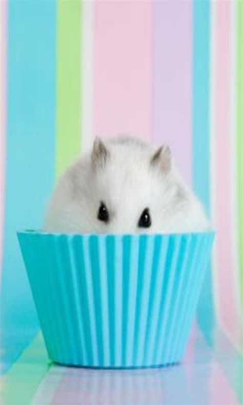 1920x1080px 1080p Free Download Hamster Muffin Other Hd Phone