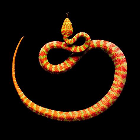 Mark Laita Serpentine Photos De Serpent Beaux Serpents Mamba Noir