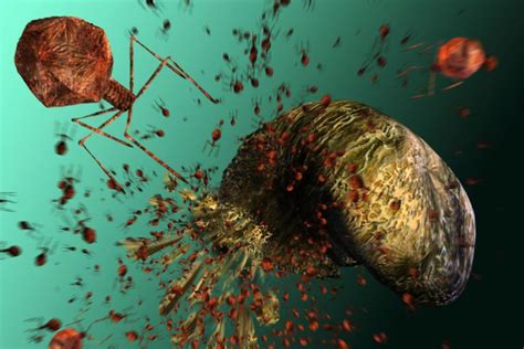 Unlike other unicellular organisms like bacteria. Bacteriophage (Virus That Infects Bacteria)