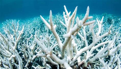 Hawaii Bans Sunscreen To Protect Coral Reefs Green