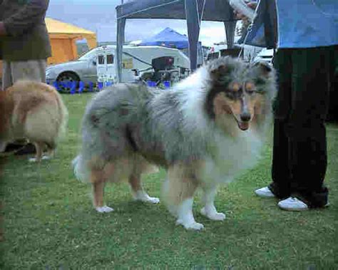 Australian mintabie semi/ black potch opal rough parcel 3oz for $85 free postage. Rough Collies & Rough Collie Breeders in South Africa