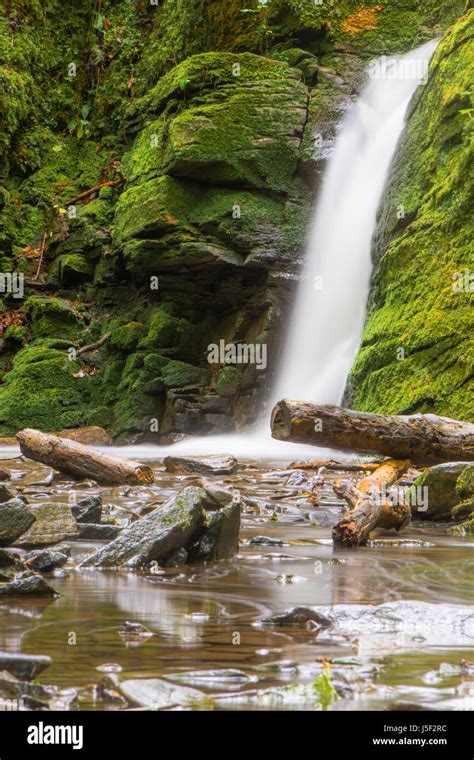 Waterfall In British Ancient Woodland Stream Flowing Through Stephens
