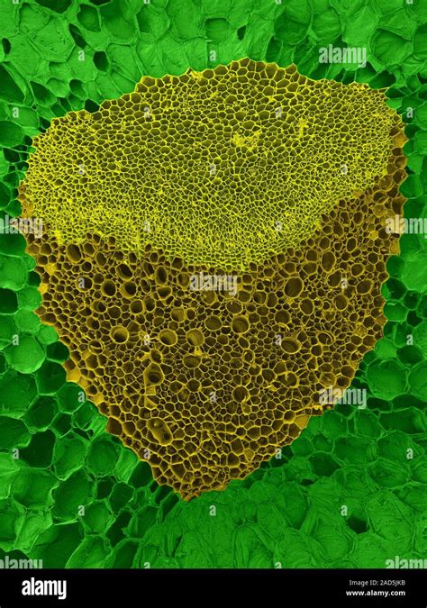 Vascular Bundle In A Celery Stalk Apium Graveolens Coloured Scanning