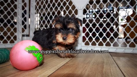 Puppies For Sale Local Breeders Super Cute Yorkie Puppies For Sale