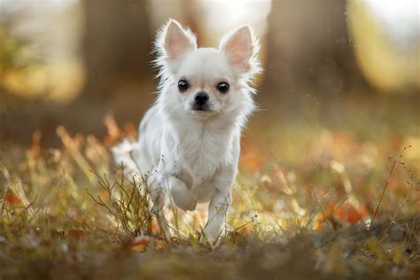Animal Chihuahua Hd Wallpaper