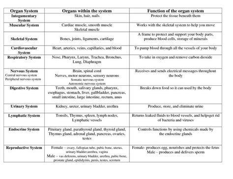 Human Organ Systems Chart 1000+ Images About Body System On Pinterest