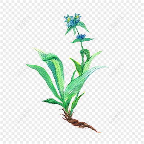 Large Leaf Gentian Png Hd Transparent Image And Clipart Image For Free
