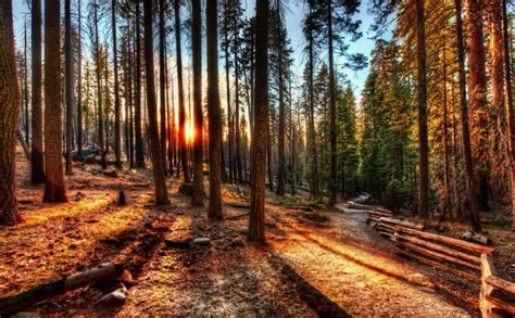 728951 Forests Sunrises And Sunsets Usa Trees Hdr California