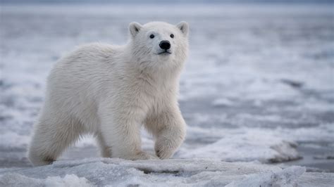 Polar Bear Cub Backiee