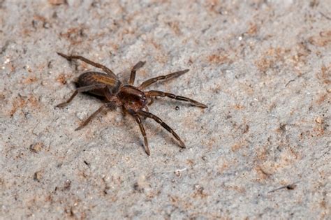 Premium Photo Prowling Spider Of The Species Teminius Insularis