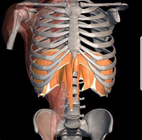 Muscles Of Breathing