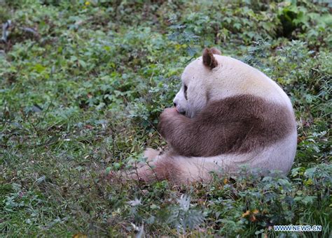 Qizai Rare Brown Giant Panda In China 1 Cn