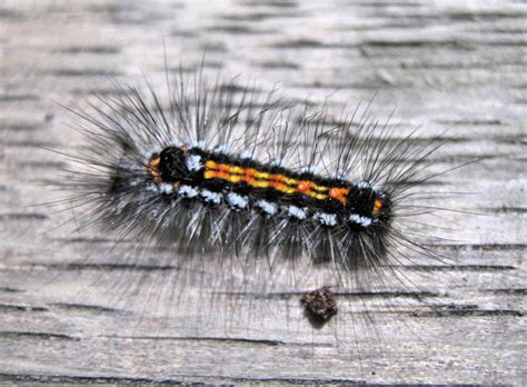 Can be transmuted into a random color of goo. Yellow-tail Moth caterpillar © Jonathan Kington cc-by-sa/2 ...