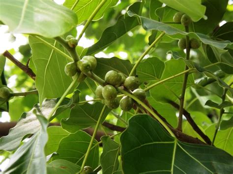 We did not find results for: Ashoth, Bodhi tree, ficus religiosa