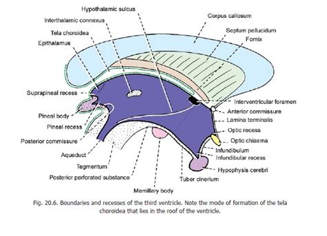 The Third Ventricle Ventricles Of The Brain
