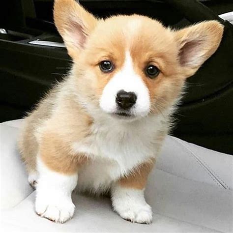 Find corgi puppies for sale with pictures from reputable corgi breeders. can you spark the car now (With images) | Corgi, Super ...