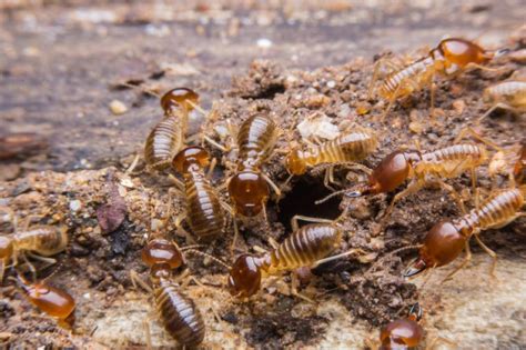 It almost looks like a dust mote, but it moves quickly. Pests That Could Be Hiding in Your Attic | Reader's Digest