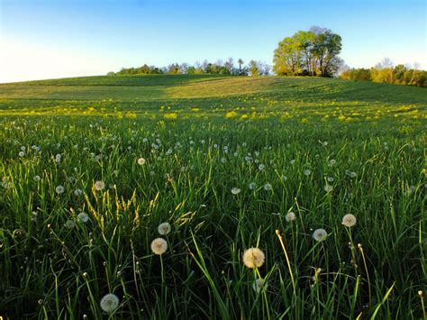 Free Images Nature Outdoor Plant Lawn Meadow Prairie Sunlight Flower Summer Wild