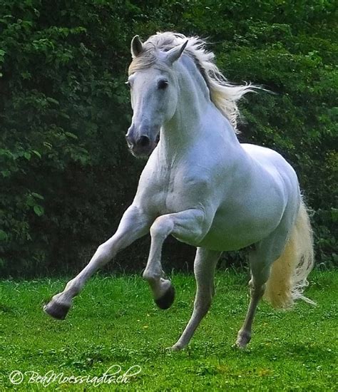 Beauty In Motion White Horses Beautiful Arabian Horses Horses