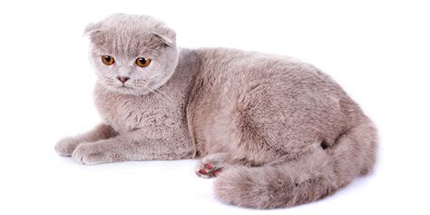 Top 10 Weirdest Cat Breeds Pethelpful