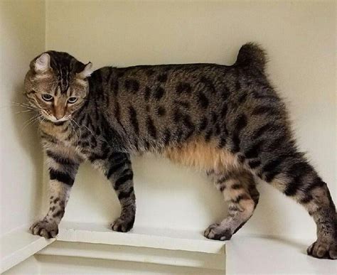 Highlander Cat Breed Info Pictures Temperament And Traits Excited Cats