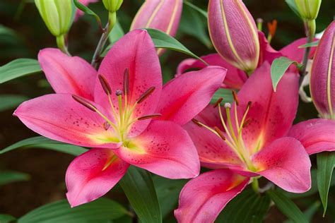 Lilies Grow Guide