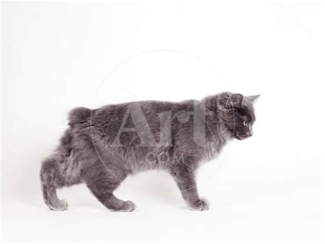 Manx Cat Blue Cymric Photographic Print Manx Cat Cats Manx