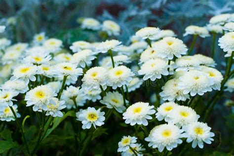 Summer Daisies Stock Image Image Of Growth Flowers 11118359