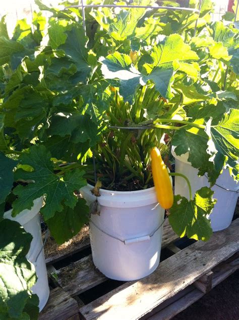 Golden Squash Zucchini In A Bucket Bucket Gardening Garden Planters