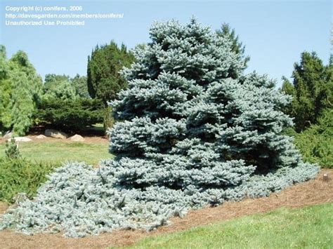 Plantfiles Pictures Colorado Spruce Blue Spruce Glauca Pendula