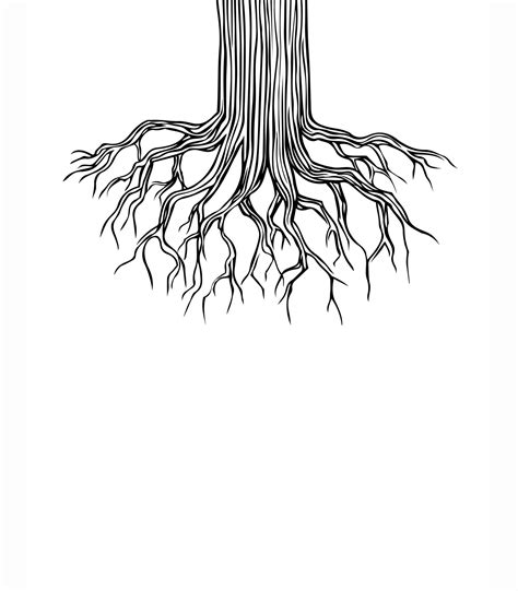 Tree Root Drawing Roots Drawing Tree Drawing Roots Illustration