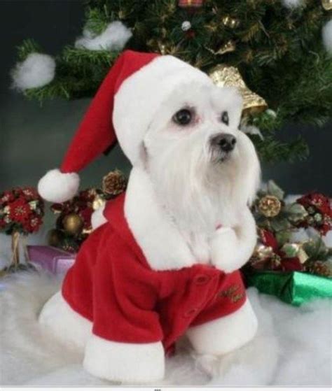 Perro Disfrazado De Santa Clause Christmas Animals Christmas Dog