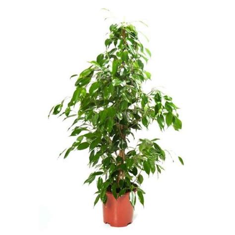 Ficus Tree Indoor Plants Sales Rental Delivery Maintenance