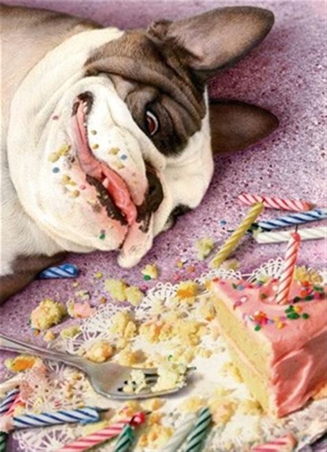 Dog Eats Cakes Dump A Day