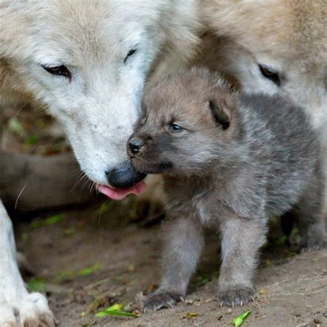 10 New Pictures Of Baby Wolfs Full Hd 1920×1080 For Pc Background 2023