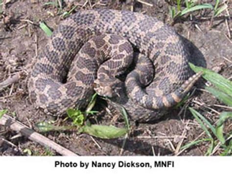 Dnr Offers Tips For Residents Encountering Snakes