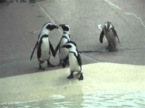 Zoo penguins penguins toronto toronto curly accents brush destroy animals basic sans serif dingbats script. Two Penguins fighting over a girl at the Toronto Zoo - YouTube