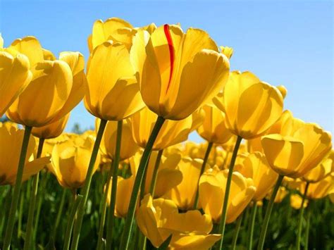 Tulips Flowers Nature Yellow Flowers Wallpapers Hd Desktop And Mobile Backgrounds