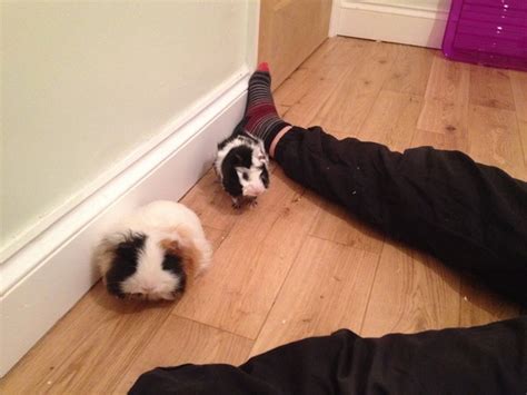Most of the nutritional need for guinea pigs come from hay. How much veg for Guinea Pigs | Mumsnet