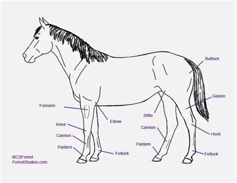 Crista Forests Animals And Art How To Draw Animals Horse Legs Part 2
