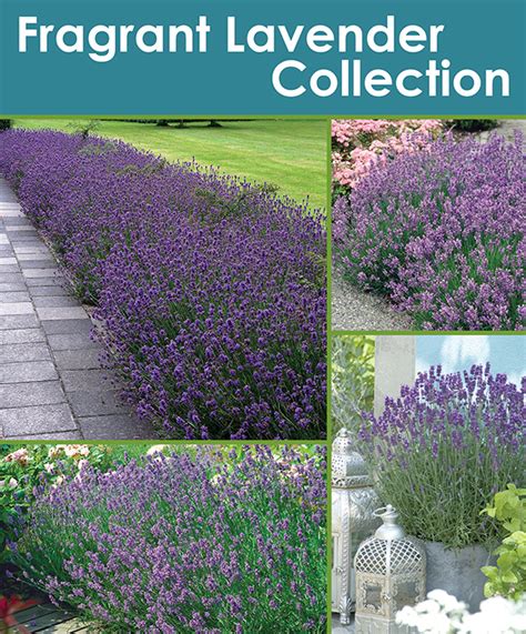 Fragrant Lavender Collection Horticana