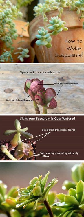 Learn Exactly How To Water Your Succulents With The Plants Guiding You