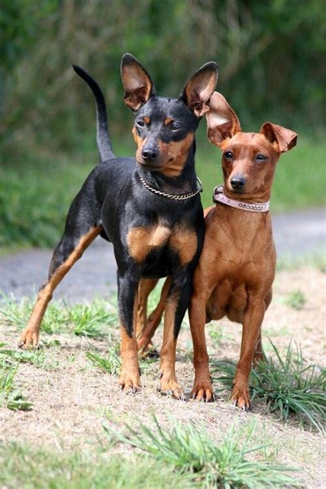 Pin By Sew Imperative On Min Pin Owner Miniature Pinscher Dog