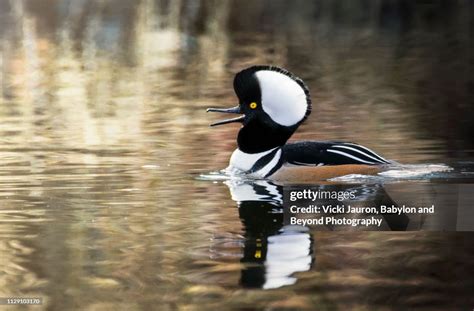 Beautiful Hooded Merganser Male With Mouth Open On The Lake At