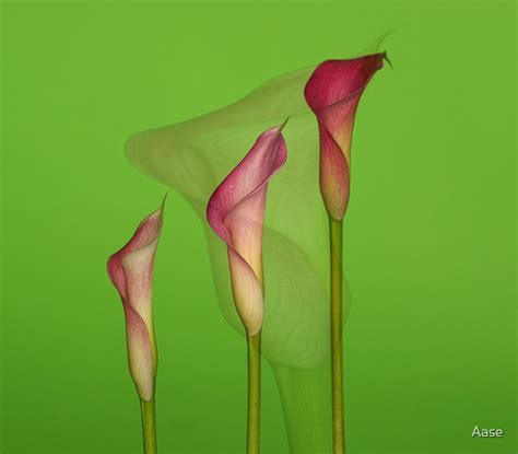 Calla Lilies By Aase Redbubble