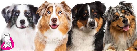 Shop The Blissful Dog Australian Shepherd Collection Nose To Tail Care
