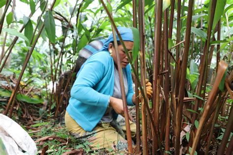 Nepal Begins Process To Register Five Species Of Large Cardamom Grown