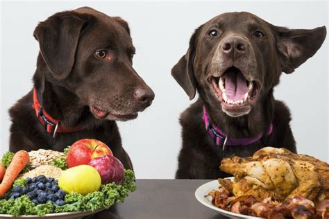 Figuring out how much to feed them is the second. Foods Dogs Should NOT Eat To Ensure A Long Healthy Life