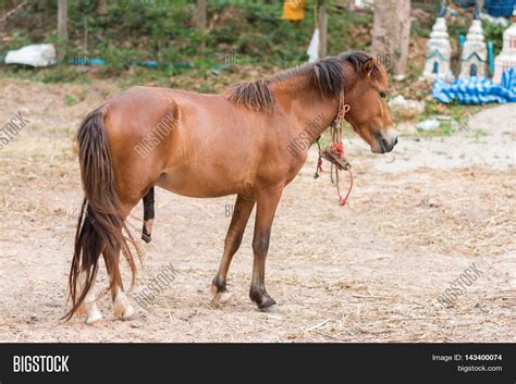 Penis Horse Reproduction Image And Photo Bigstock