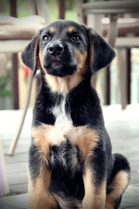 German Shepherd Lab Cross Breed I Think I Need Another Dog